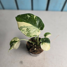 Load image into Gallery viewer, #H104 Monstera Thai Constellation