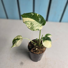 Load image into Gallery viewer, #H104 Monstera Thai Constellation