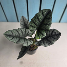 Load image into Gallery viewer, #H47 Alocasia Nebula Elaine