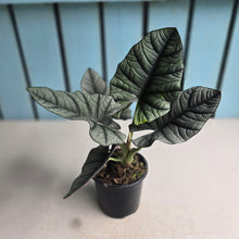 Load image into Gallery viewer, #H47 Alocasia Nebula Elaine