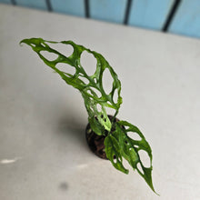 Load image into Gallery viewer, #220 Monstera Obliqua