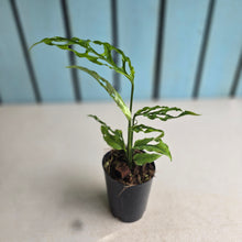 Load image into Gallery viewer, #220 Monstera Obliqua