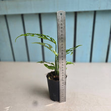 Load image into Gallery viewer, #220 Monstera Obliqua