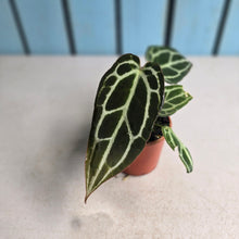 Load image into Gallery viewer, #RB12 Narrow Anthurium Crystallinum x