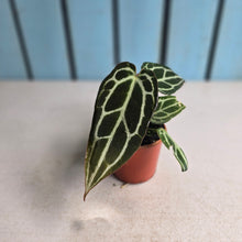 Load image into Gallery viewer, #RB12 Narrow Anthurium Crystallinum x