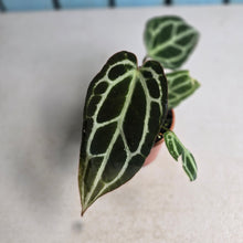 Load image into Gallery viewer, #RB12 Narrow Anthurium Crystallinum x