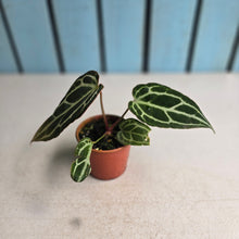 Load image into Gallery viewer, #RB12 Narrow Anthurium Crystallinum x