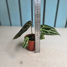 Load image into Gallery viewer, #RB12 Narrow Anthurium Crystallinum x