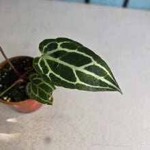 Load image into Gallery viewer, #RB12 Narrow Anthurium Crystallinum x