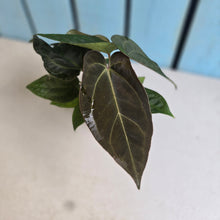 Load image into Gallery viewer, #R168 Multi- Headed Chocolate Anthurium NOID