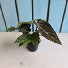 Load image into Gallery viewer, #R168 Multi- Headed Chocolate Anthurium NOID