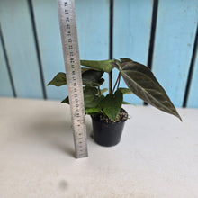 Load image into Gallery viewer, #R168 Multi- Headed Chocolate Anthurium NOID