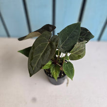 Load image into Gallery viewer, #R168 Multi- Headed Chocolate Anthurium NOID