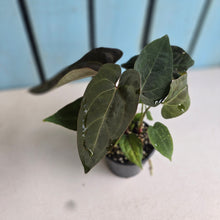 Load image into Gallery viewer, #R168 Multi- Headed Chocolate Anthurium NOID