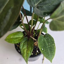 Load image into Gallery viewer, #R168 Multi- Headed Chocolate Anthurium NOID