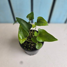 Load image into Gallery viewer, #RB23 Two x Anthurium Cerrobaulense
