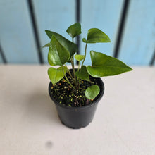 Load image into Gallery viewer, #RB23 Two x Anthurium Cerrobaulense