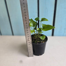 Load image into Gallery viewer, #RB23 Two x Anthurium Cerrobaulense
