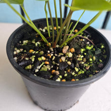 Load image into Gallery viewer, #RB23 Two x Anthurium Cerrobaulense