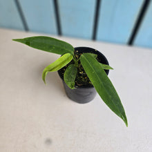 Load image into Gallery viewer, #R30 Anthurium Pallidiflorum x Panamense