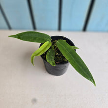 Load image into Gallery viewer, #R30 Anthurium Pallidiflorum x Panamense