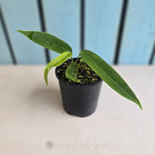 Load image into Gallery viewer, #R30 Anthurium Pallidiflorum x Panamense