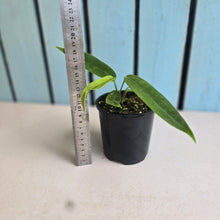 Load image into Gallery viewer, #R30 Anthurium Pallidiflorum x Panamense