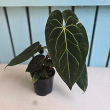 Load image into Gallery viewer, #R323 Anthurium NOID - With Multiple Pups