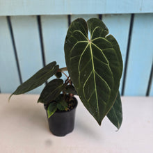 Load image into Gallery viewer, #R323 Anthurium NOID - With Multiple Pups