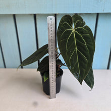 Load image into Gallery viewer, #R323 Anthurium NOID - With Multiple Pups
