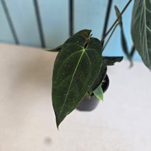 Load image into Gallery viewer, #R323 Anthurium NOID - With Multiple Pups