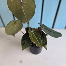 Load image into Gallery viewer, #R323 Anthurium NOID - With Multiple Pups