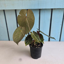 Load image into Gallery viewer, #R323 Anthurium NOID - With Multiple Pups