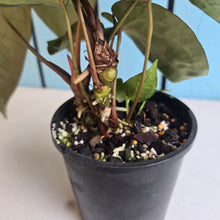 Load image into Gallery viewer, #R323 Anthurium NOID - With Multiple Pups
