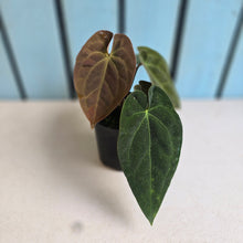 Load image into Gallery viewer, #RB20 Anthurium NOID