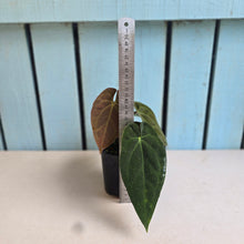 Load image into Gallery viewer, #RB20 Anthurium NOID