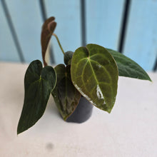 Load image into Gallery viewer, #RB20 Anthurium NOID