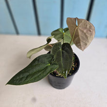 Load image into Gallery viewer, #RB20 Anthurium NOID