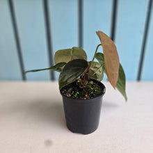 Load image into Gallery viewer, #RB20 Anthurium NOID