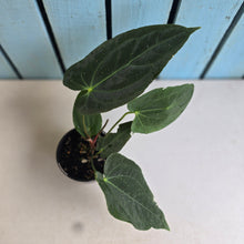 Load image into Gallery viewer, #R32 Anthurium Papillilaminum  x - With Pup