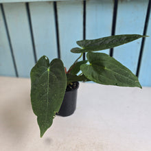Load image into Gallery viewer, #R32 Anthurium Papillilaminum  x - With Pup