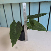 Load image into Gallery viewer, #R32 Anthurium Papillilaminum  x - With Pup