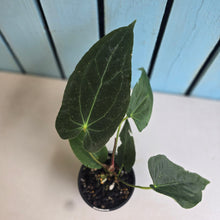 Load image into Gallery viewer, #R32 Anthurium Papillilaminum  x - With Pup