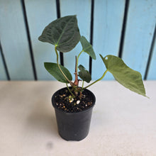 Load image into Gallery viewer, #R32 Anthurium Papillilaminum  x - With Pup