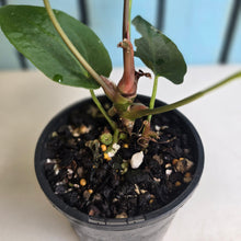 Load image into Gallery viewer, #R32 Anthurium Papillilaminum  x - With Pup