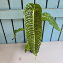 Load image into Gallery viewer, #R52 Anthurium Veitchii