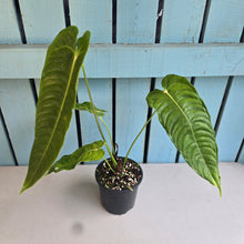 Load image into Gallery viewer, #R52 Anthurium Veitchii