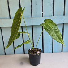 Load image into Gallery viewer, #R52 Anthurium Veitchii