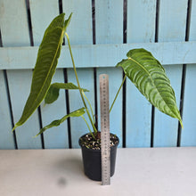 Load image into Gallery viewer, #R52 Anthurium Veitchii