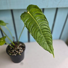 Load image into Gallery viewer, #R52 Anthurium Veitchii